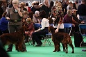 Crufts2011 228